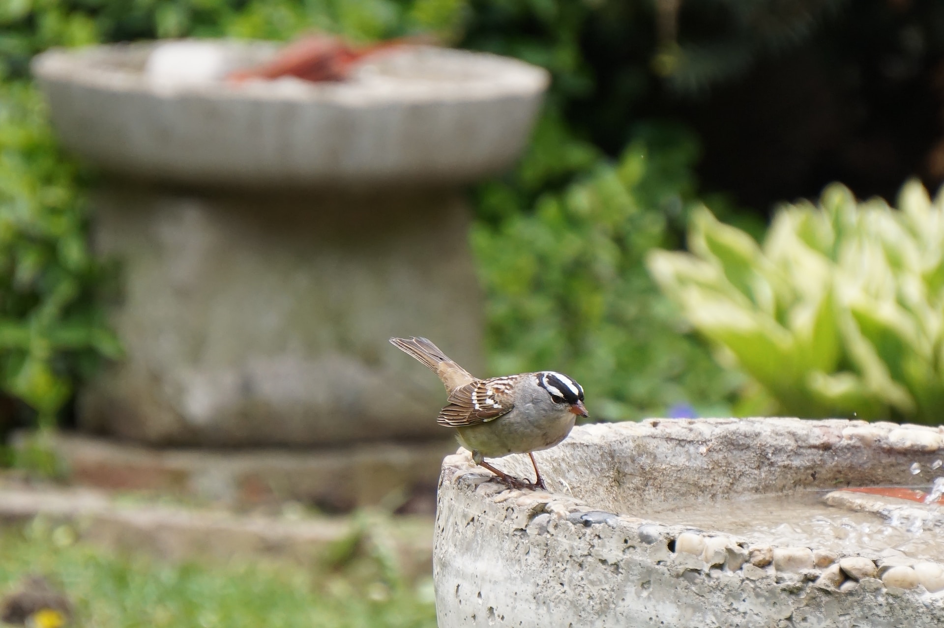 Tiltræk fugle til din have med et fuglebad